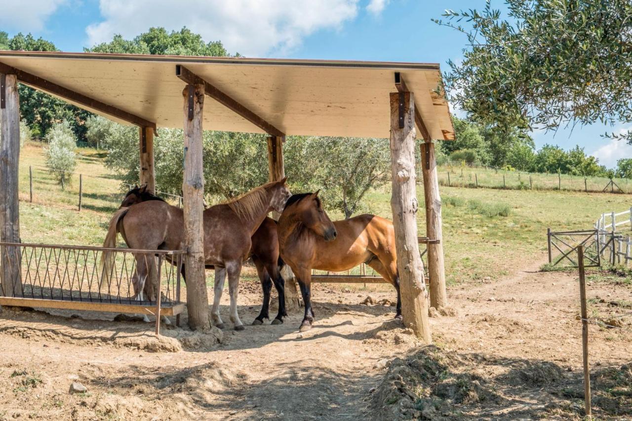 Agriturismo Goccia Di Luna 艾姆波蒂德 外观 照片