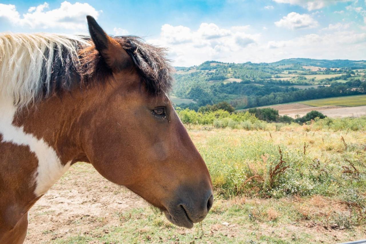 Agriturismo Goccia Di Luna 艾姆波蒂德 外观 照片