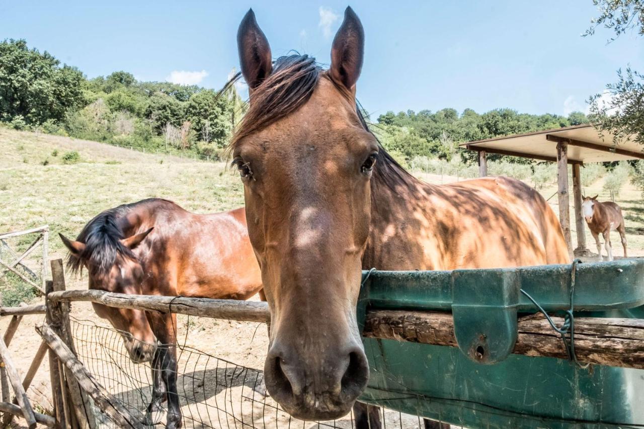Agriturismo Goccia Di Luna 艾姆波蒂德 外观 照片